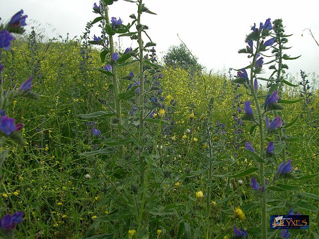 echium - erba viperina.JPG